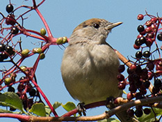 Vogel mit dunkelgrauer Oberseite, hellerer Unterseite und dunklem Schwanz. Beim Weibchen ist die Kappe braun.