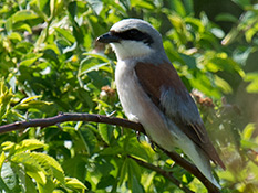 Beiger Vogel mit schmaler, schwarzer Gesichtsmaske