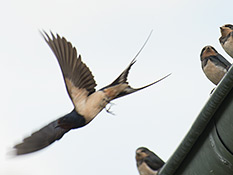 Glänzend blauschwarzer Vogel, heller Bauch, Stirn und Brust kastanienbraun