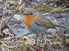 Kleiner rundlicher, graubrauner Vogel mit leuchtend orangeroter Kehle, Stirn und Vorderbrust