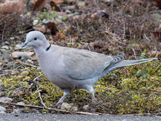 Grau-beige Taube, schwarzen Ring im Nacken