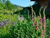 Im Hintergrund blühende Rosen und Holunder