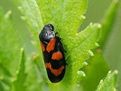 Schwarze Insekten mit 6 roten Flecken