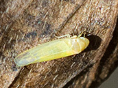 kleine gelbliche Zikade, beinahe ohne Zeichnung