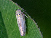 Farbige Zirpe, flügel mit weisser Äderung