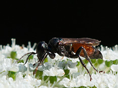 Schwarze Wespe, die vorderen Segmente des Hinterleibs sind rot gefärbt, die hinteren schwarz. 
