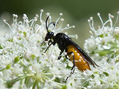 Schwarze Wespe mit rötlichgelbem Hinterleib