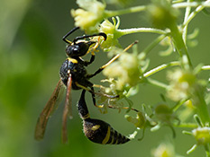 Schwarze Wespe mit gelben Streifen,  das erste Hinterleibssegment ist schmal glockenförmig.
