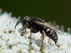 Schwarze Wespe mit weissen Flecken und roten Beinen