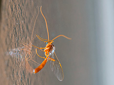 Orangerote Schlupfwespe mit transparenten Flügeln