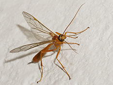 Die Wespen sind gelbrot gefärbt, glänzend und glatt. Der Hinterleib ist seitlich zusammengedrückt.