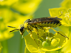 Blattwespe (Tenthredo notha)