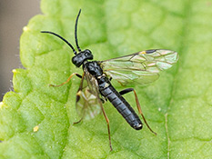 Schwarze Wespemit 3 kleinen hellen Flecken,  mit dunklen Flügeladern und dunklen Flügelmalen