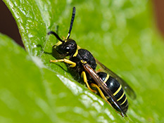 Schwarze Wespe mit gelben Streifen und gelben Streifen