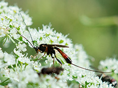 Schwarze Wespe , drei Hinterleibsglieder sind rot, mit langem Stachel und langen Fühlern 