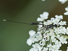 Schwarze, schmale Wespe, Hinterteil mit rostroten Streifen, langer Legestachel mit weissem Ende