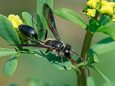 Schwarze Wespe mit sehr langer schmaler Taille
