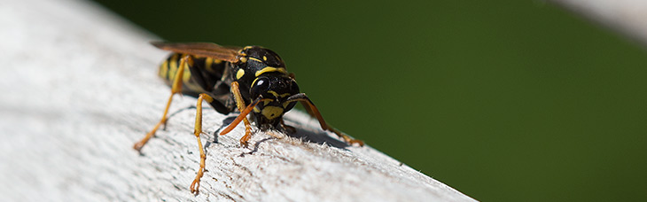 Feldwespe auf Holzleiste