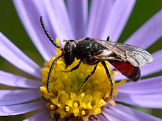 Schwarze Biene mit,die ersten drei Tergite sind rot