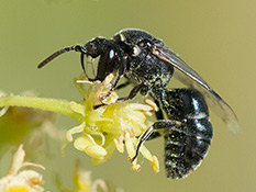 Reseden-Maskenbiene (Hylaeus signatus) ♂