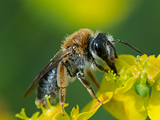 Rotschopfige Erdbiene (Andrena haemorrhoa) ♀