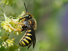 Schwarze Biene mit gelben Streifen  und grünen Augen.