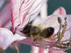 Totholz-Blattschneiderbiene (Megachile willughbiella) ♀