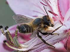 Garten-Blattschneiderbiene (Megachile willughbiella) ♂
