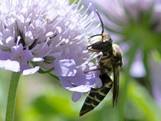 Biene schwarz, Tergite mit auffälligen hellen Endbinden, Hinterleib spitz zulaufend