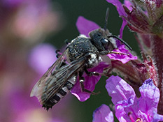 Schwarze Biene mit hellen Binden