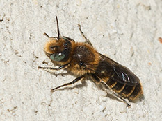 Schwarze Biene mit silbrig grauen Binden