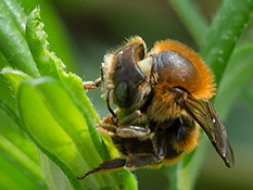 Goldene Schneckenhaus-Mauerbiene beim Mörtelzubereiten
