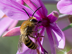 Biene mit braunbehaarter Brust und mit breite Tergitbinden