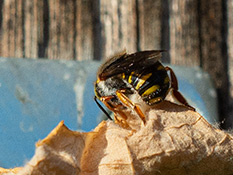 Schwarze Biene mit gelben Streifen  und grünen Augen.