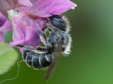 Stahlblaue Biene mit schütterem weissen Pelz