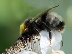 Schwarze Hummel mit gelbem Streifen auf dem Thorax und schütter weissem Abdomenende, gelb behaarter Scheitel.