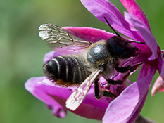 Kleine schlanke Biene, schwarz mit auffälligen schmalen weißen Binden und oranger Bauchbürste