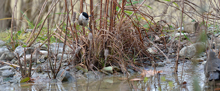 Vögel am Wasser