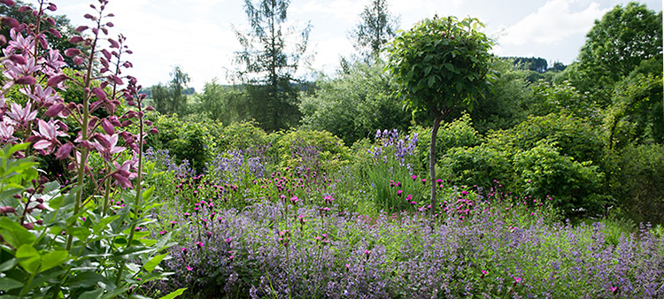 Begleitpflanzung zur Rosenhecke