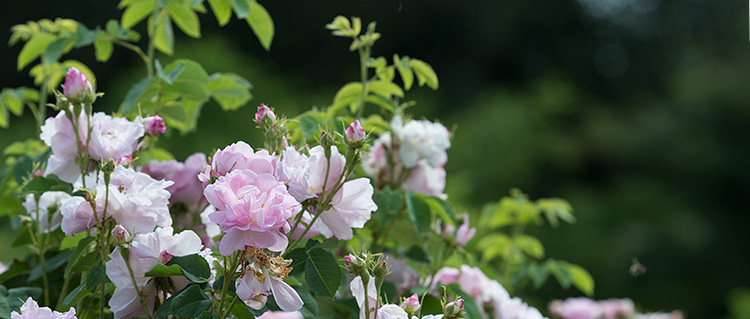 Celsiana Celsiana - Rose mit strahlenden hellrosa Blüten