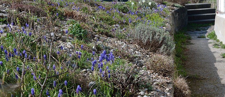 Kiesbeet im Frühling