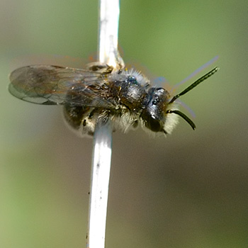 Kleine Wildbiene