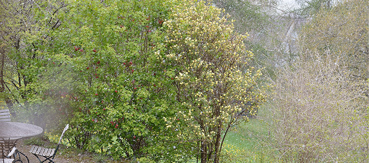 Schneegestöber Ende April