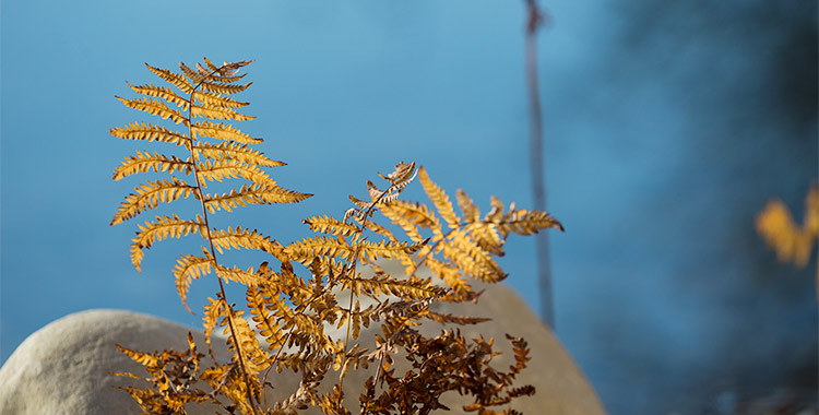 Sumpffarn in Herbstfärbung am Teichrand