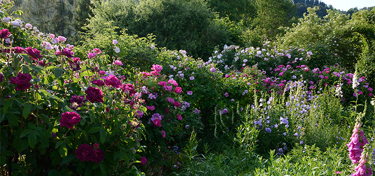 Blühende Hecke aus Historischen Rosen