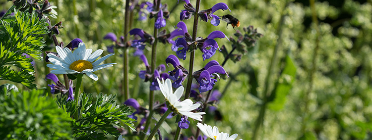 Margeriten und Wiesensalbei