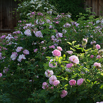 Hecke aus Historischen Rosen