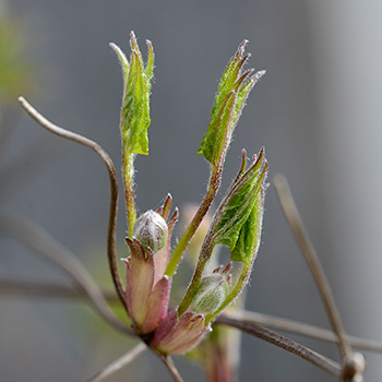 Alpenreben-Knospe