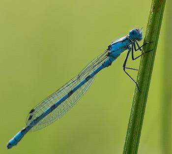 Blaue Azurjungfer über der Wiese