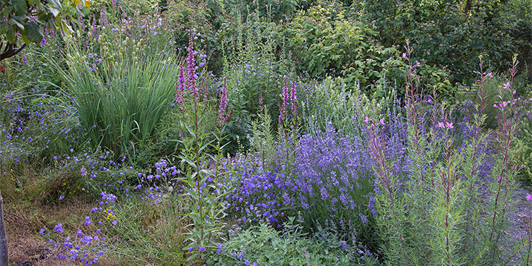 Glockenblumen, Weidenröschen und Blutweiderich